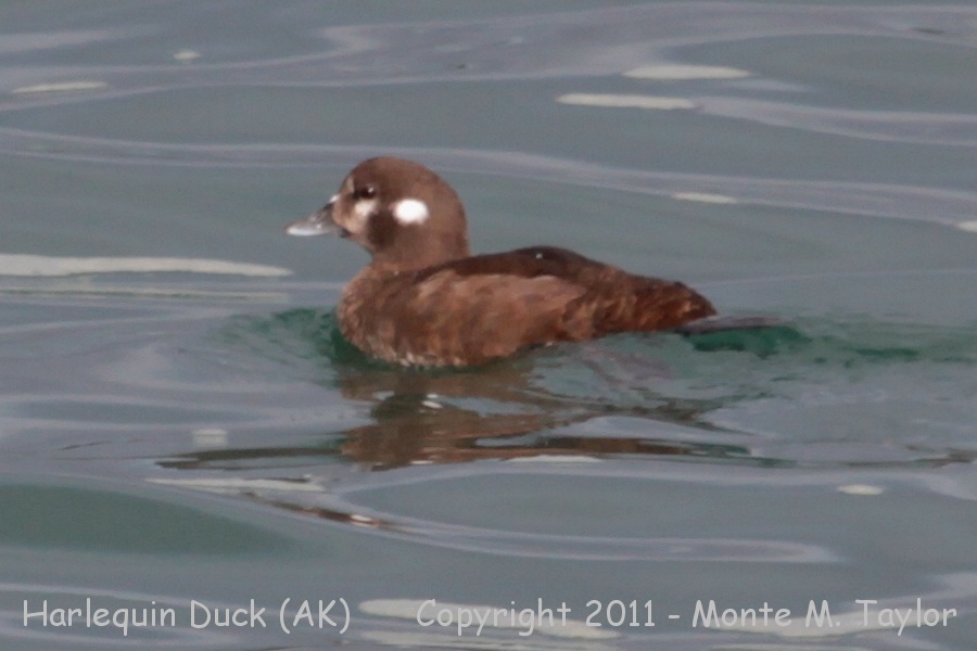 Harlequin Duck -fall female- (St. Paul Island, Alaska)