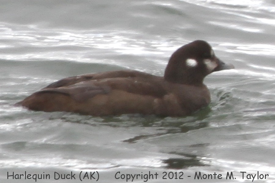 Harlequin Duck -spring female- (Adak Island, Aleutians, Alaska)