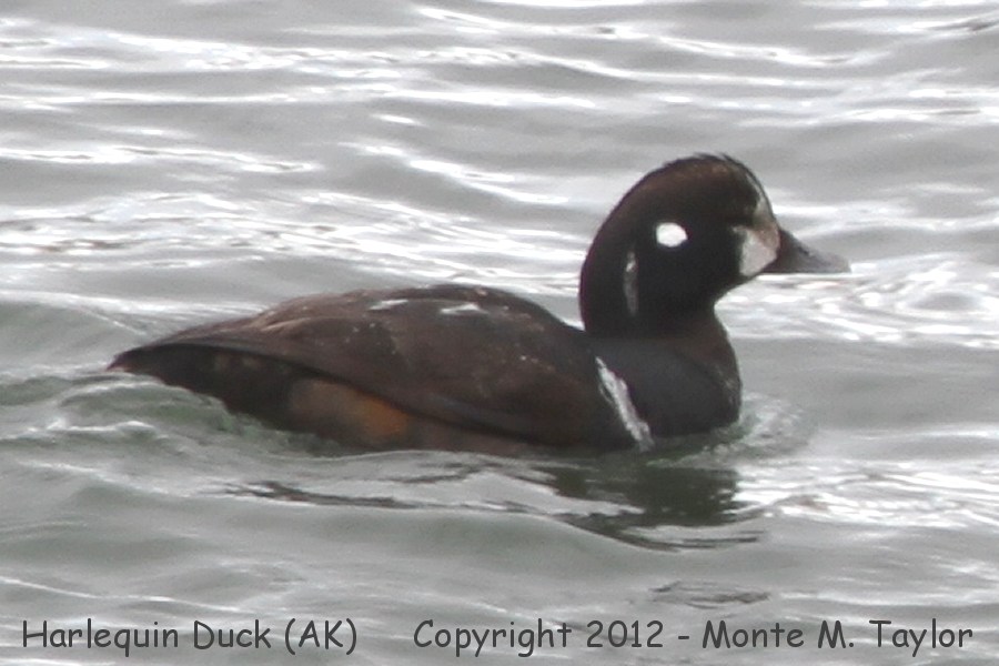 Harlequin Duck -spring immature male- (Adak Island, Aleutians, Alaska)