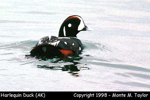 Harlequin Duck -spring- (Attu Island, Alaska)