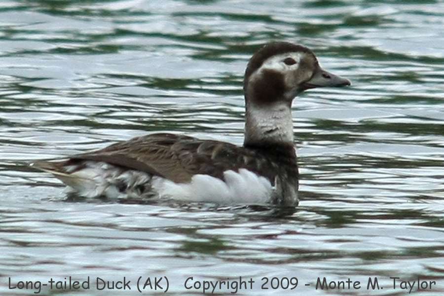 Long-tailed Duck -spring female- (Alaska)