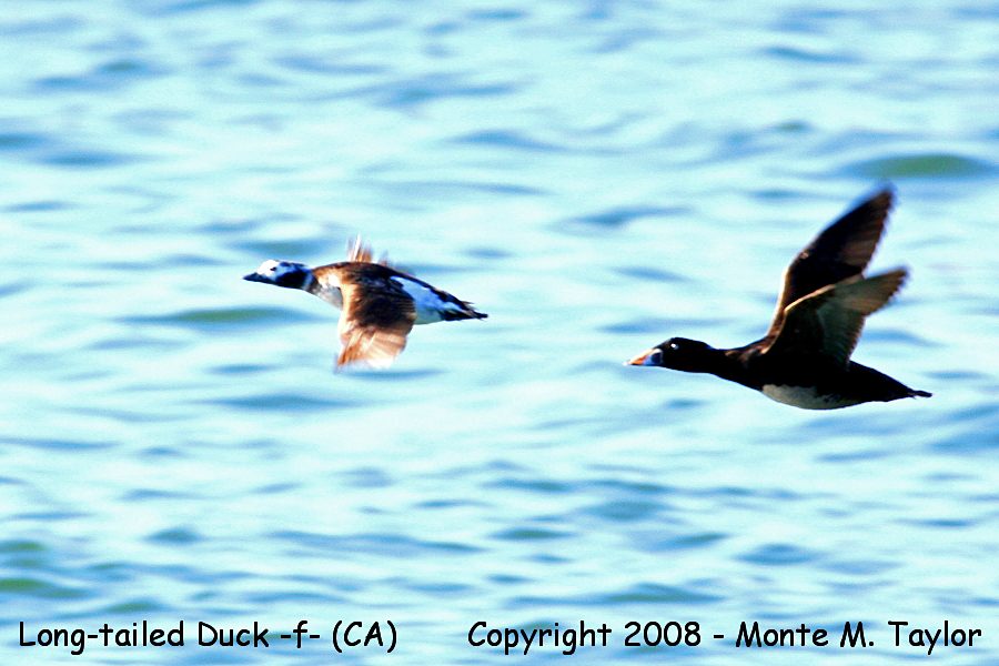 Long-tailed Duck -winter female w/Surf Scoter- (California)