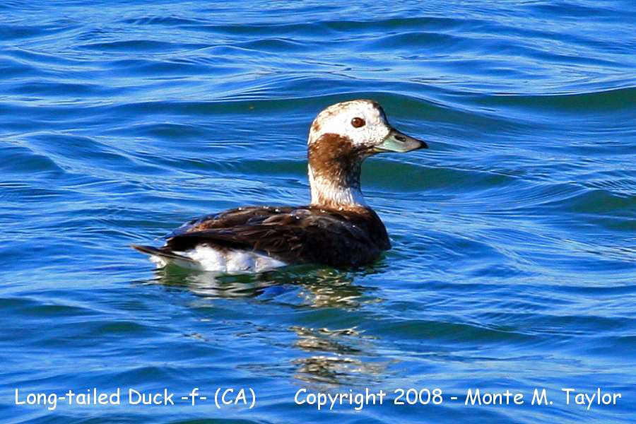 Long-tailed Duck -winter female- (California)