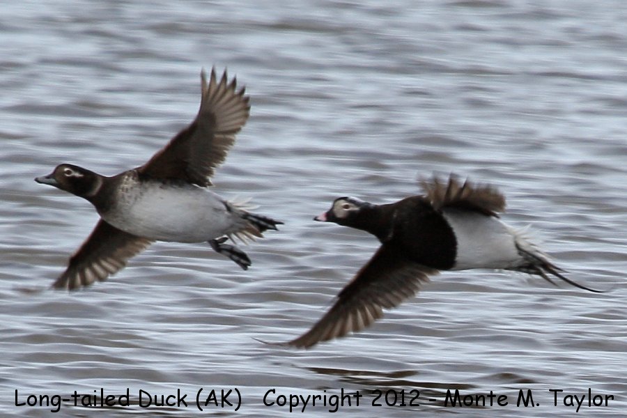 Long-tailed Duck -spring female and male- (Barrow, Alaska)
