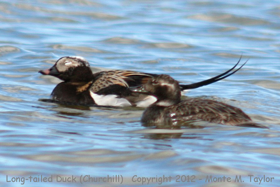 Long-tailed Duck -summer male / female- (Churchill, Manitoba, Canada)