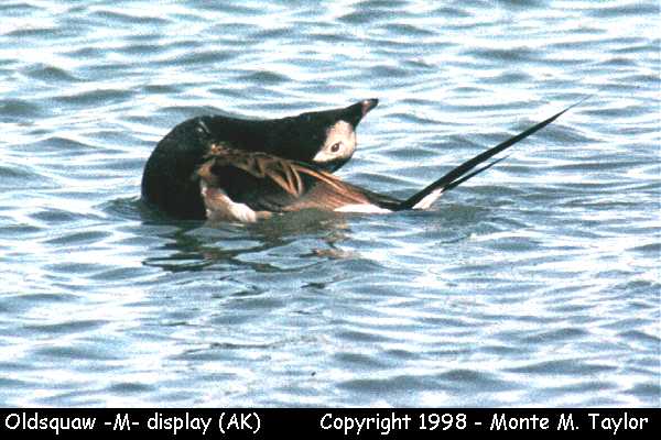 Long-tailed Duck -spring male- (Prudhoe Bay, Alaska)