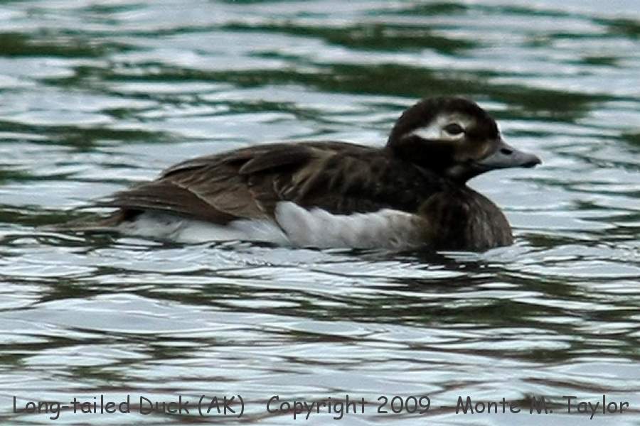 Long-tailed Duck -spring male- (Alaska)