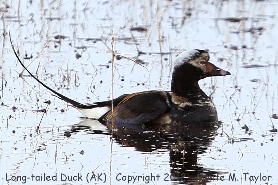 Long-tailed Duck -spring male- (Barrow, Alaska)
