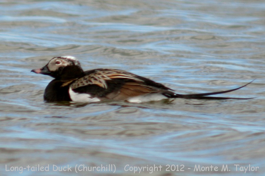 Long-tailed Duck -summer male- (Churchill, Manitoba, Canada)