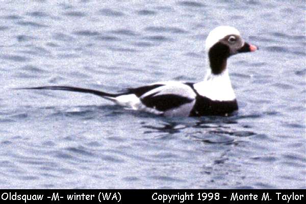 Long-tailed Duck -winter male- (Washington)
