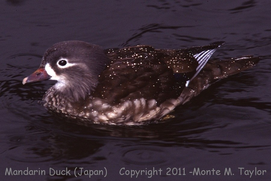 Mandarin Duck -summer female- (Japan)