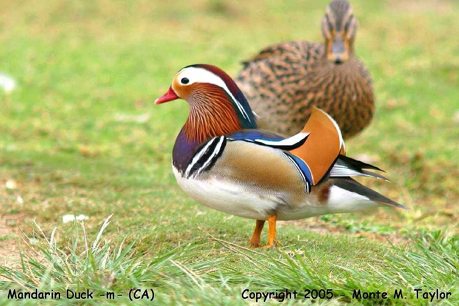 Mandarin Duck -male- (California)