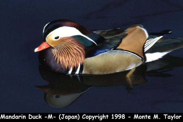Mandarin Duck -summer male- (Japan)