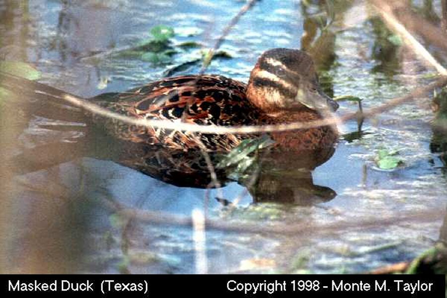 Masked Duck -winter male- (Texas)