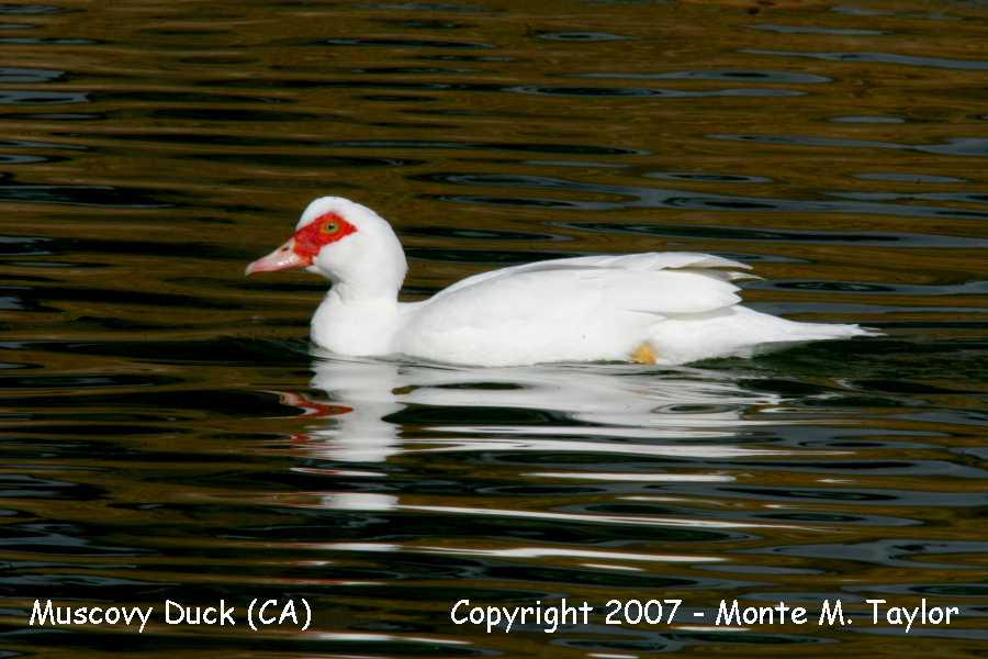 Muscovy Duck -captive- (California)