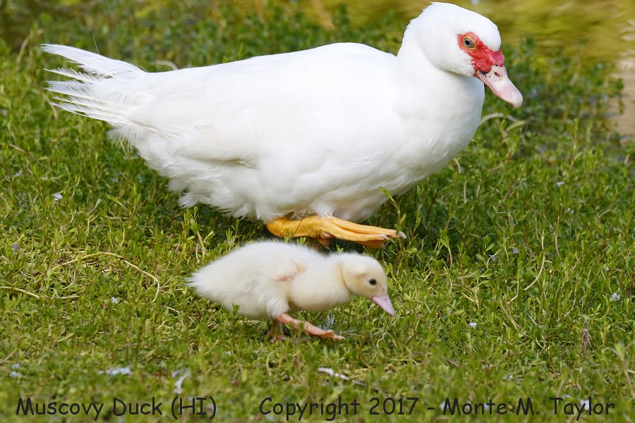 Muscovy Duck w/duckling -spring- (Big Island, Hawai'i)