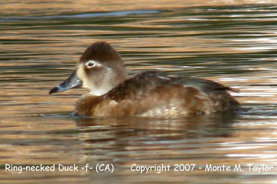 Ring-necked Duck -spring female- (California)