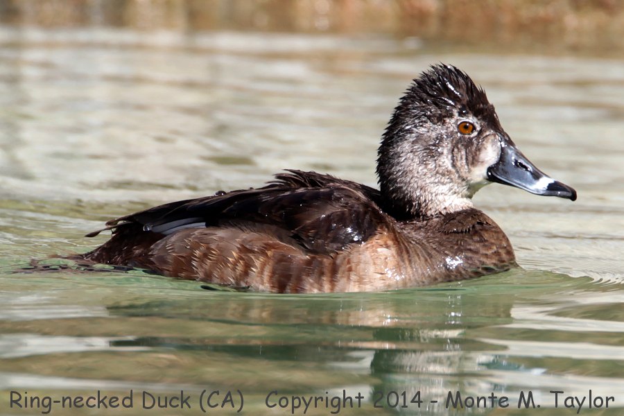 Ring-necked Duck -winter female- (California)