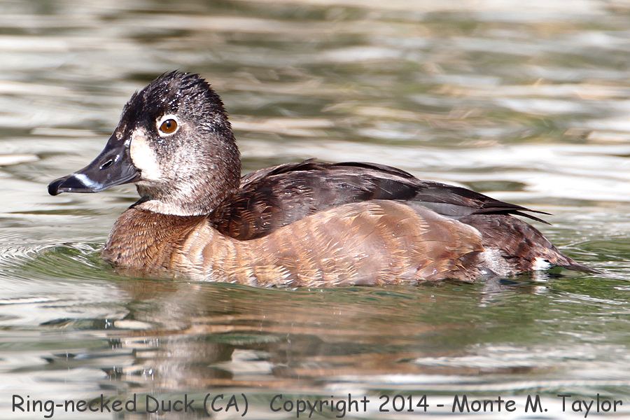 Ring-necked Duck -winter female- (California)