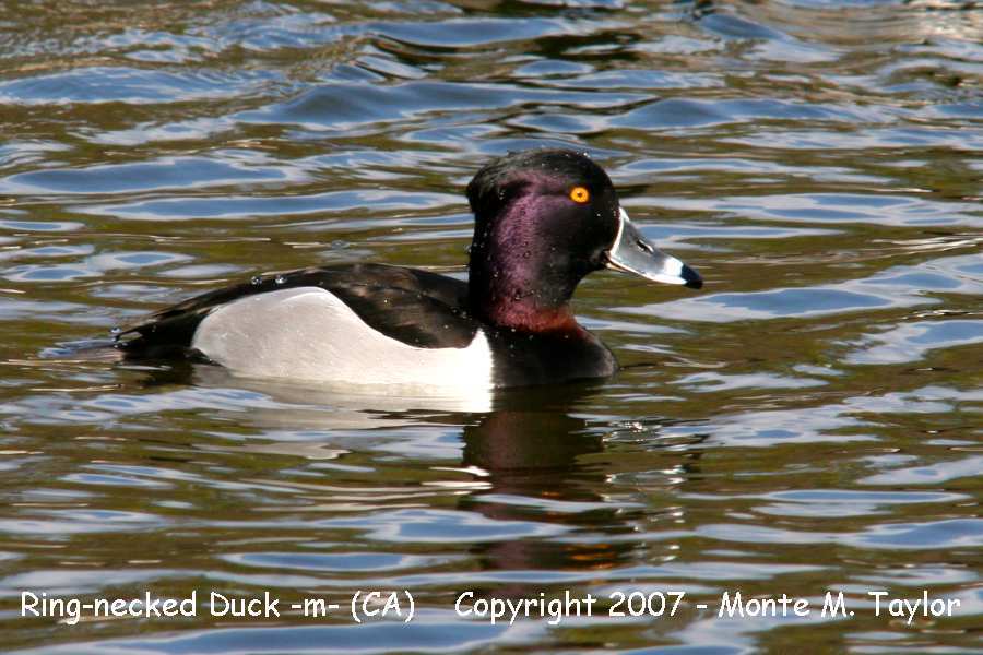 Ring-necked Duck -spring male- (California)
