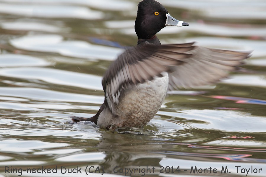 Ring-necked Duck -winter male- (California)