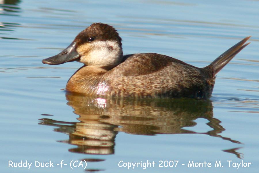 Ruddy Duck -spring female- (California)