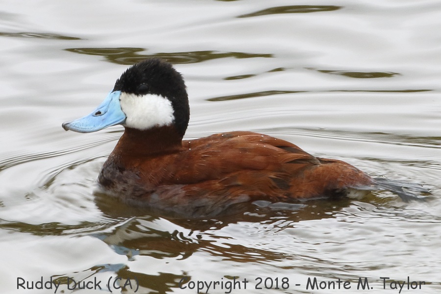 Ruddy Duck -spring male- (California)