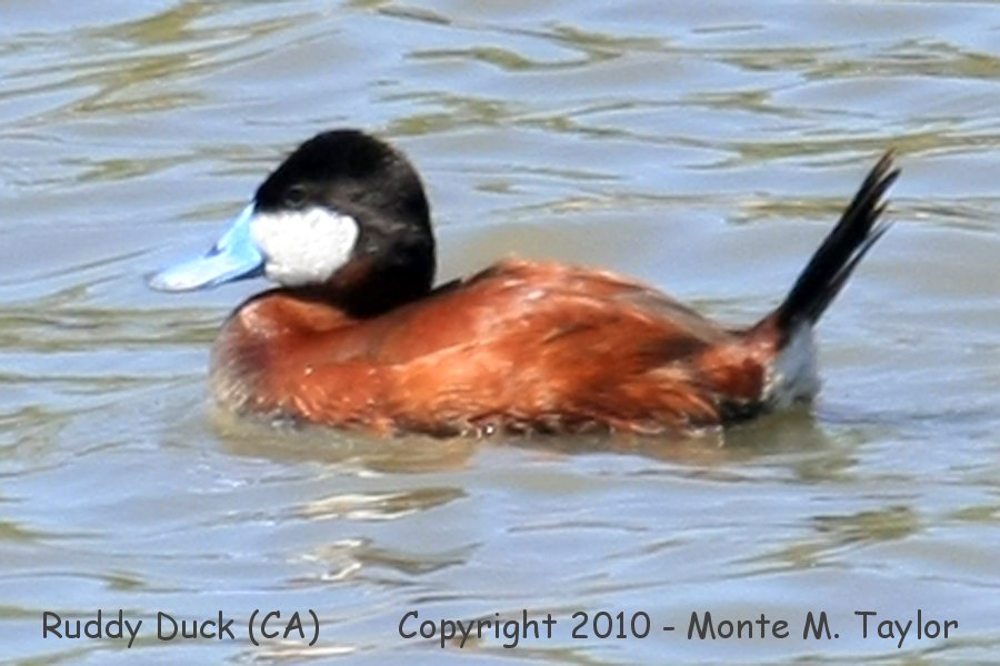 Ruddy Duck -summer male- (California)