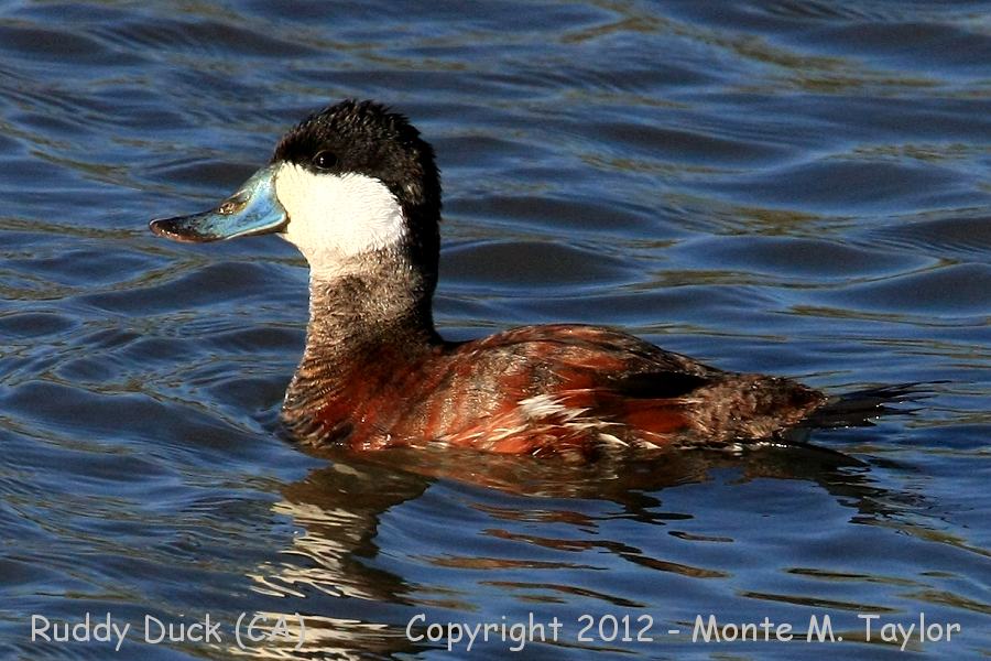 Ruddy Duck -winter male- (California)