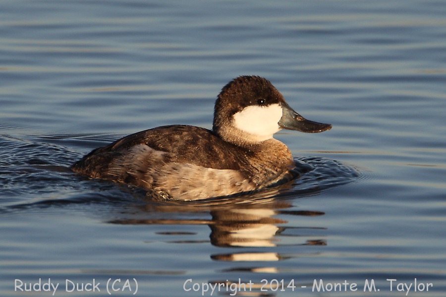 Ruddy Duck -winter male- (California)