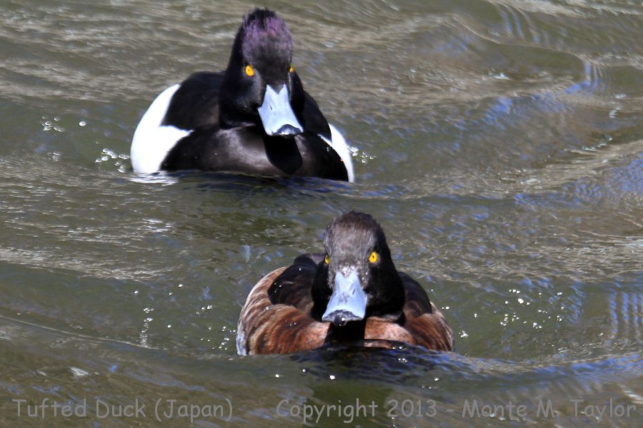 Tufted Duck -winter female front- (Japan)