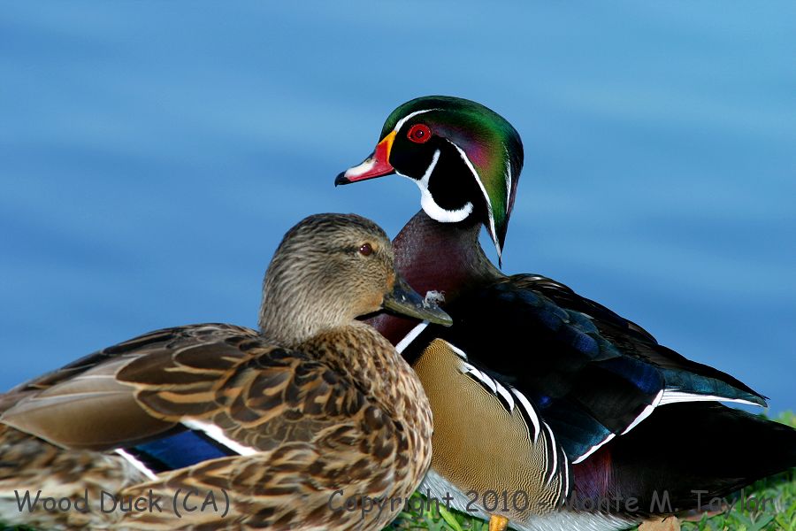 Wood Duck -winter male w/ female Mallard- (California)