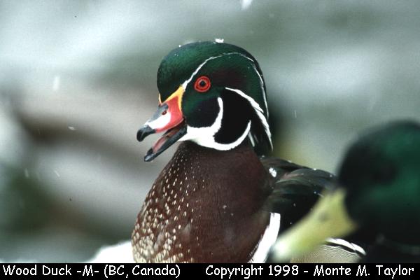 Wood Duck -male- (Vancouver, British Columbia, Canada)