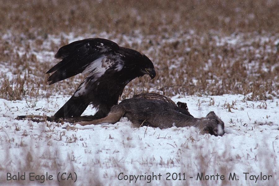 Bald Eagle -winter / 1st year- (California)