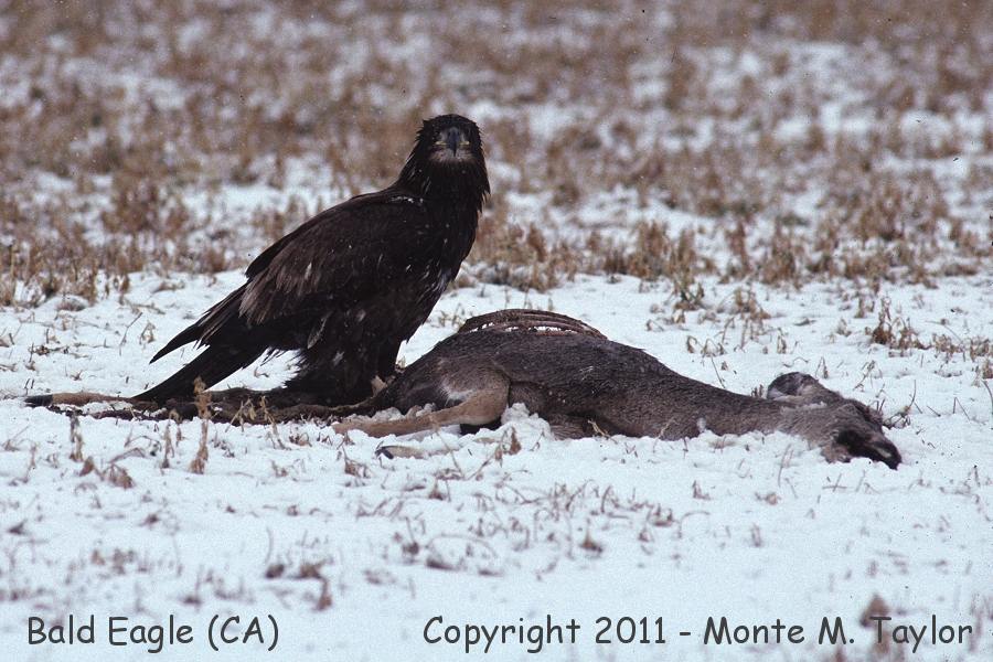 Bald Eagle -winter / 1st year- (California)