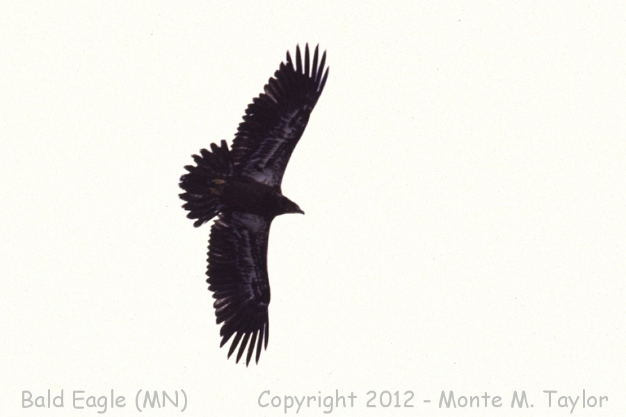 Bald Eagle -winter / 1st year- (Minnesota)