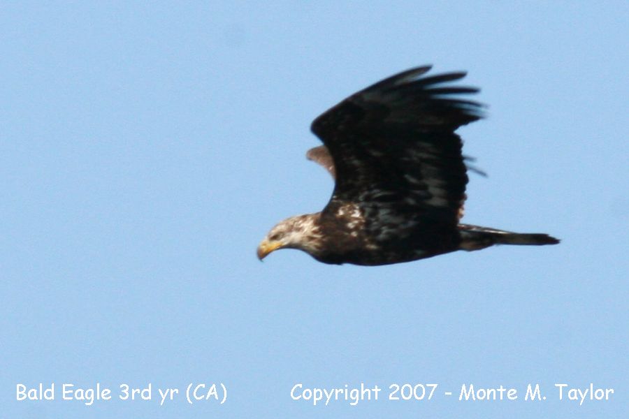 Bald Eagle -winter male / 3rd year- (California)