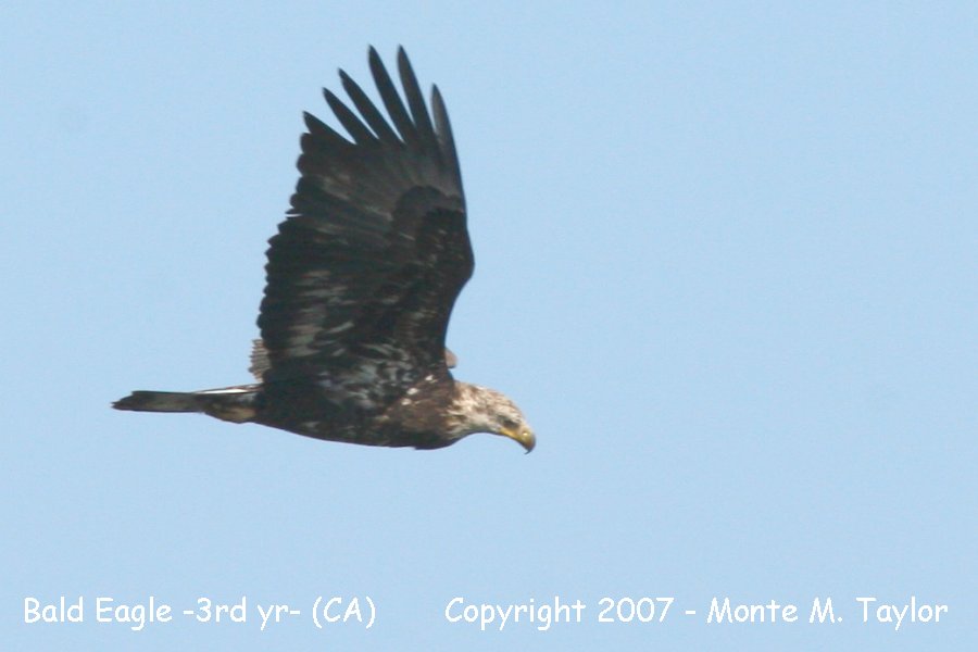 Bald Eagle -winter male / 3rd year- (California)