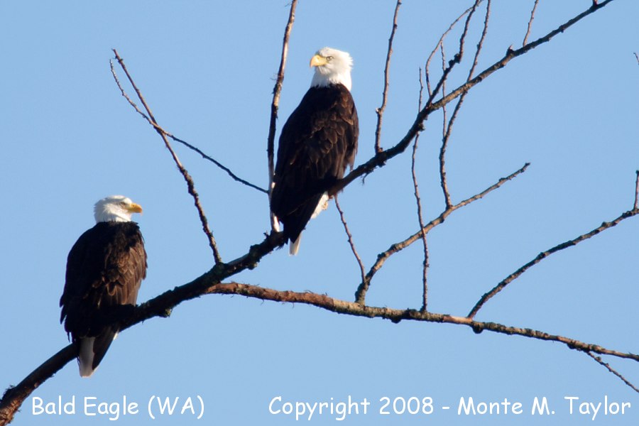 Bald Eagle -adult- (Washington State)