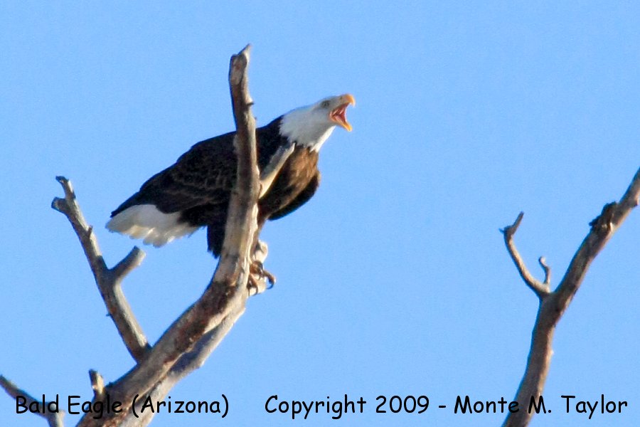 Bald Eagle -winter adult- (Arizona)