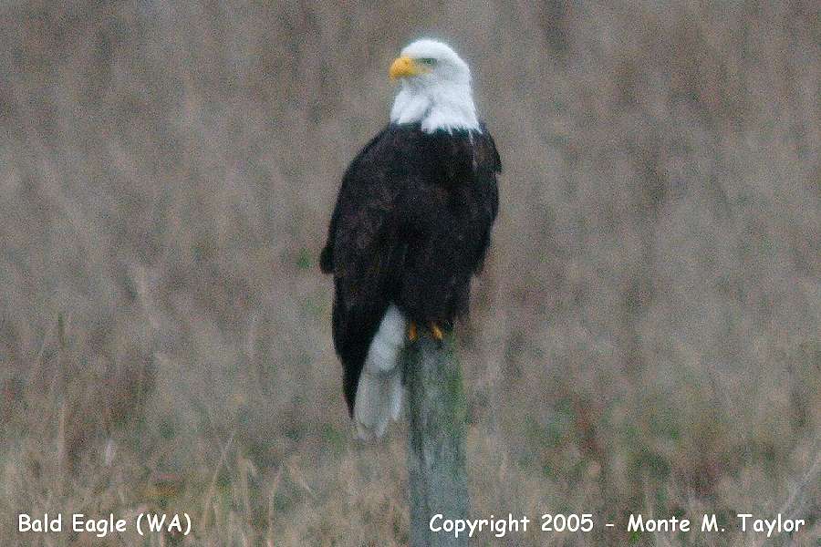 Bald Eagle -winter adult- (Washington)