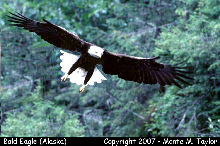 Bald Eagle (Alaska)