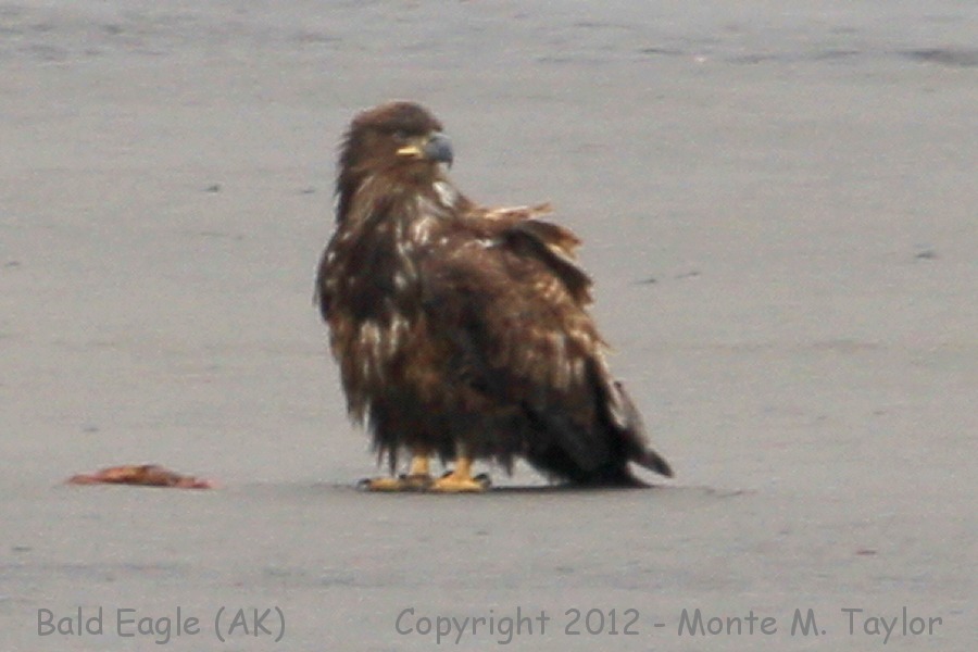 Bald Eagle -spring immature- (Adak Island, Aleutians, Alaska)