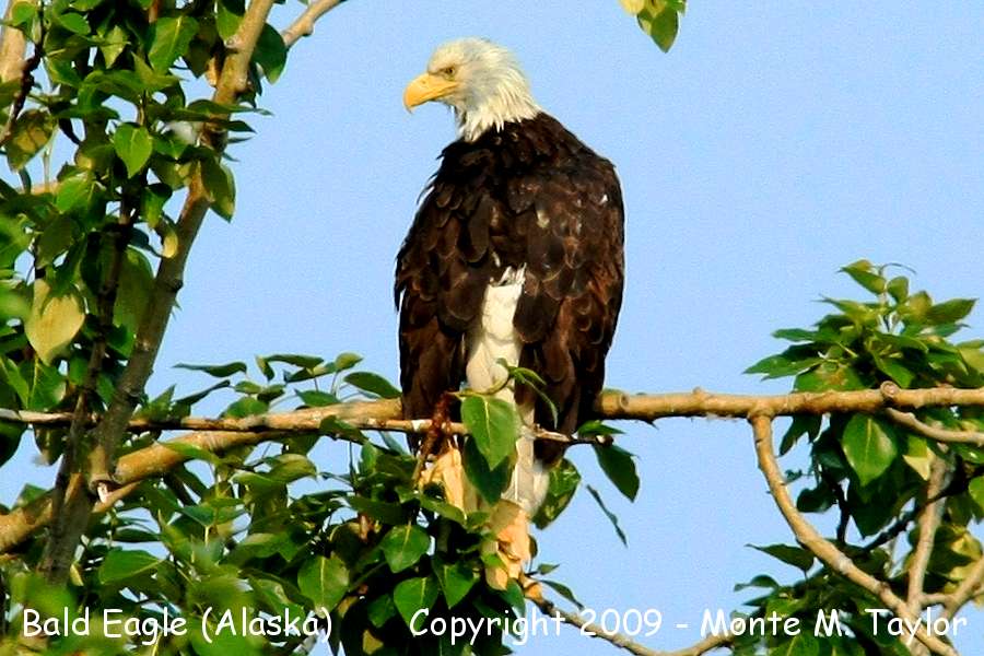 Bald Eagle -adult- (Alaska)