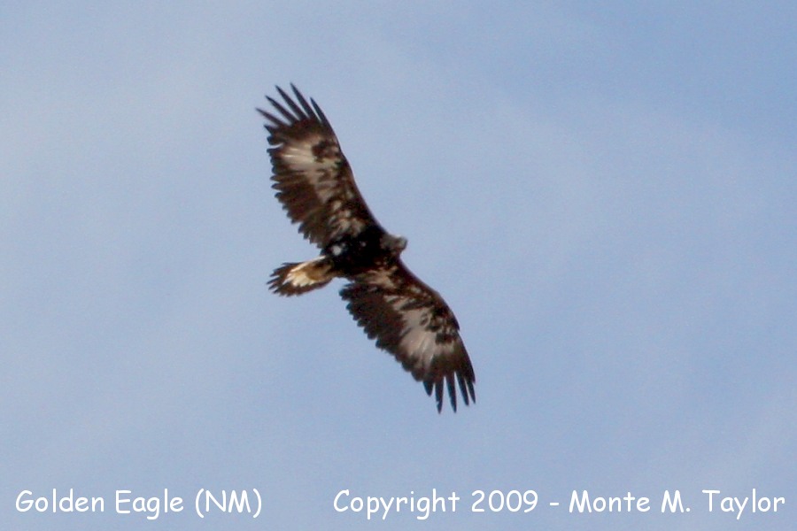 Golden Eagle -spring first-year- (New Mexico)