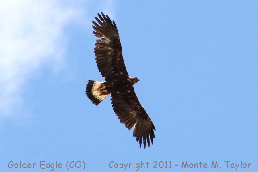 Golden Eagle -spring subadult- (Colorado)
