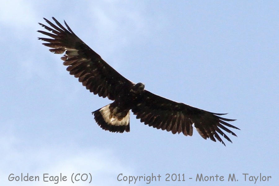Golden Eagle -spring sub-adult- (Colorado)