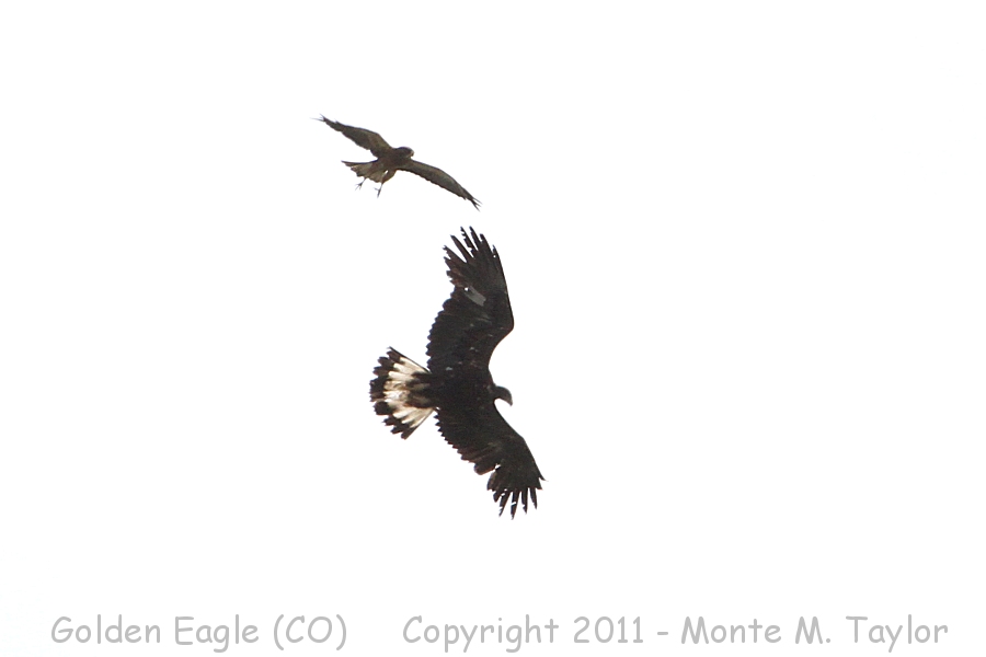 Golden Eagle chased by Swainson's Hawk -spring- (Colorado)