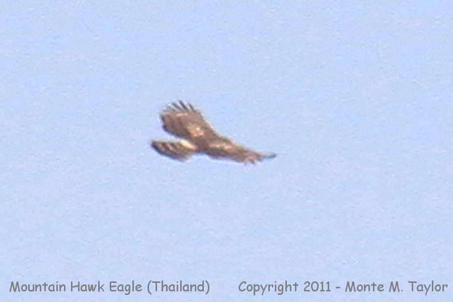 Mountain Hawk Eagle -winter- (Kaeng Krachan National Park, Thailand)