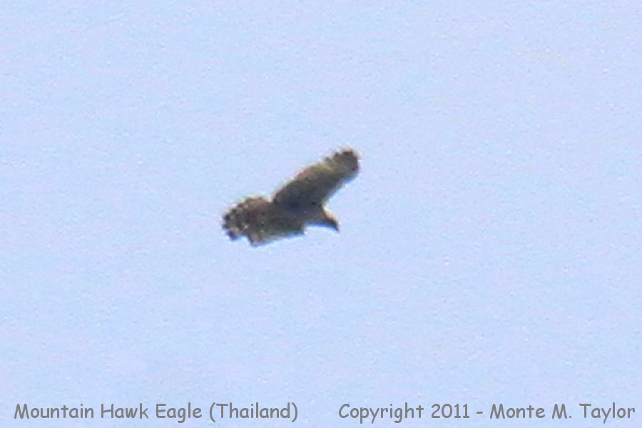 Mountain Hawk Eagle -winter- (Kaeng Krachan National Park, Thailand)